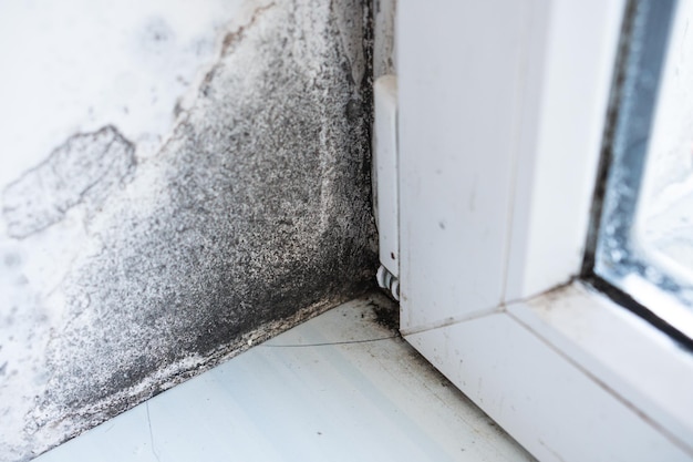 White wall with black mold Dangerous fungus that needs to be destroyed Black mold buildup The problem of ventilation dampness cold in the apartment