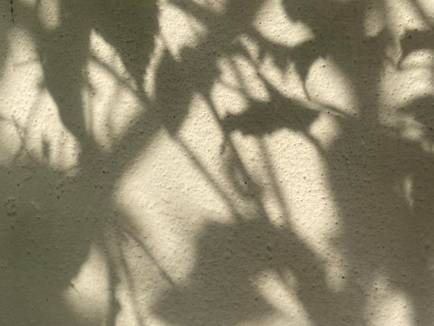 A white wall with a shadow of a plant on it and the leaves are casting shadows.