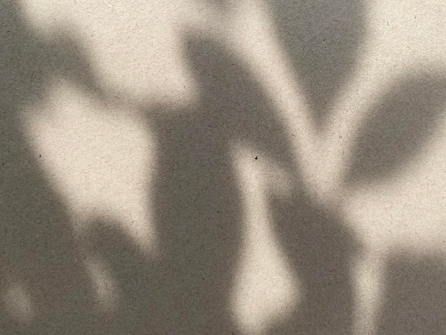 A white wall with a shadow of a plant and leaves.