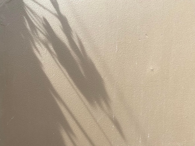 A white wall with a shadow of a plant and a plant on it.