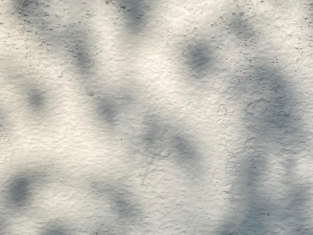 A white wall with the shadow of a tree on it.