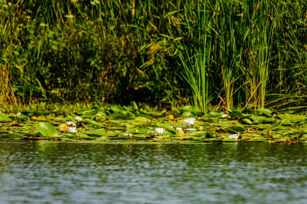 White water lilies on the water surface