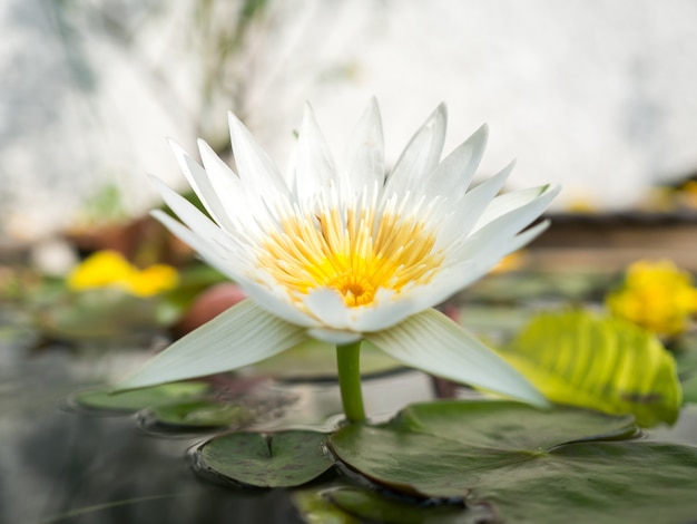 白い水リリーは庭で開花しています。