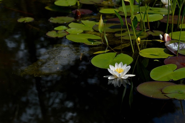 水生植物の湖に白いスイレンの花