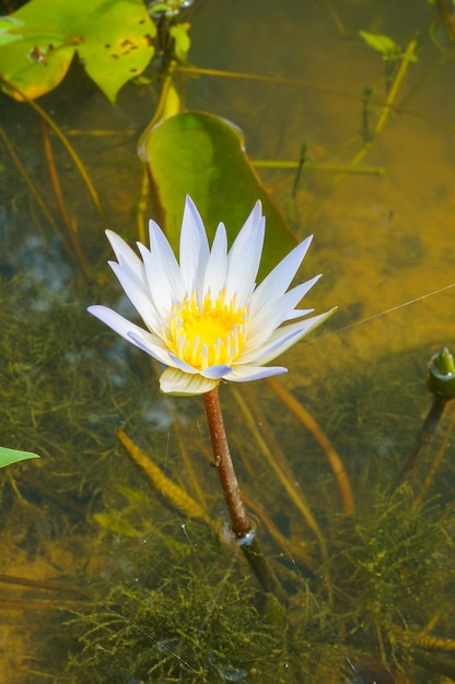 中央が黄色の白い睡蓮の花