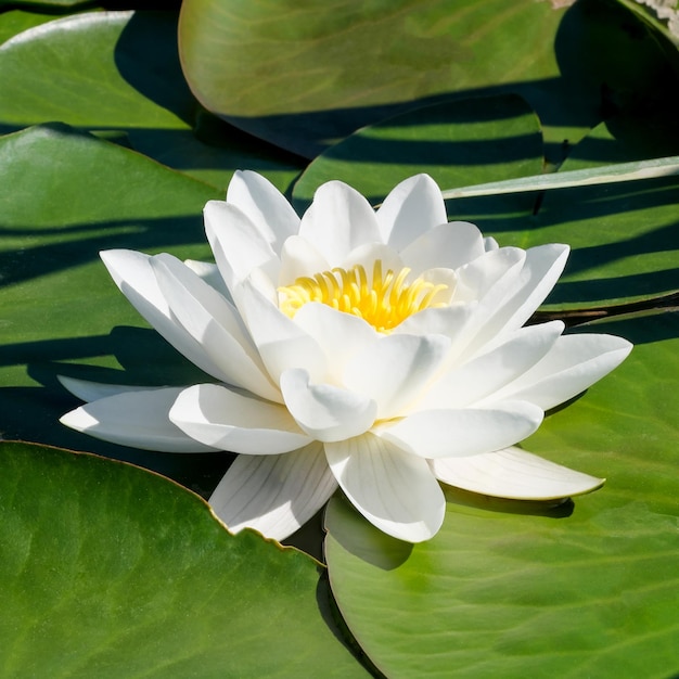 White water lily lotus blooming