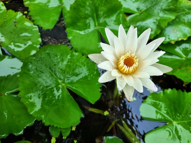 White water lily or lotus flower with green leaf in the pond