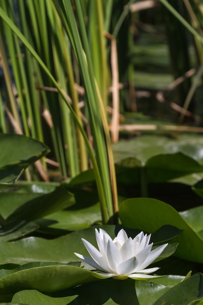 White water lily in Volga Delta