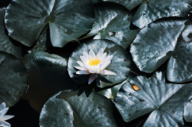 White water lily