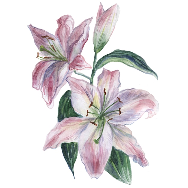 White watercolor lily on a white background