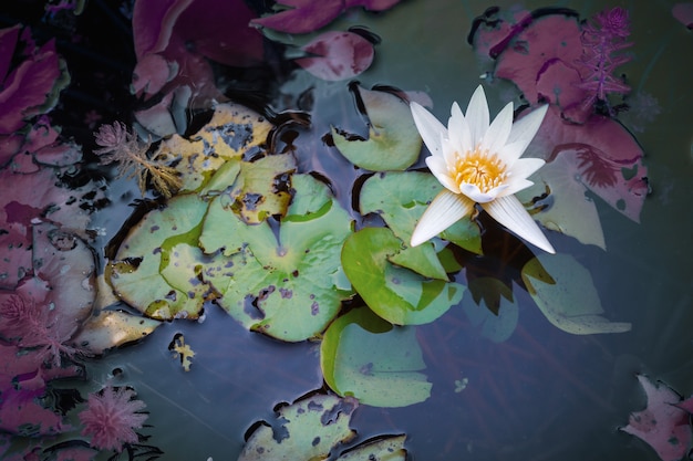 White waterlily or lotus flower in dark pond