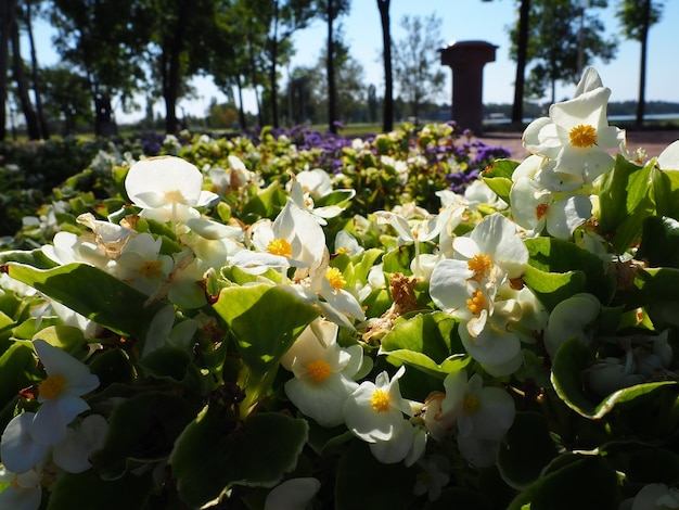 Белая восковая бегония или Begonia semperflorens Begonia x semperflorenscultorum Растение для клумбы в ландшафтном дизайне Подходит для создания массы на бордюрах клумб и в качестве окантовки Используется в контейнерах и оконных ящиках