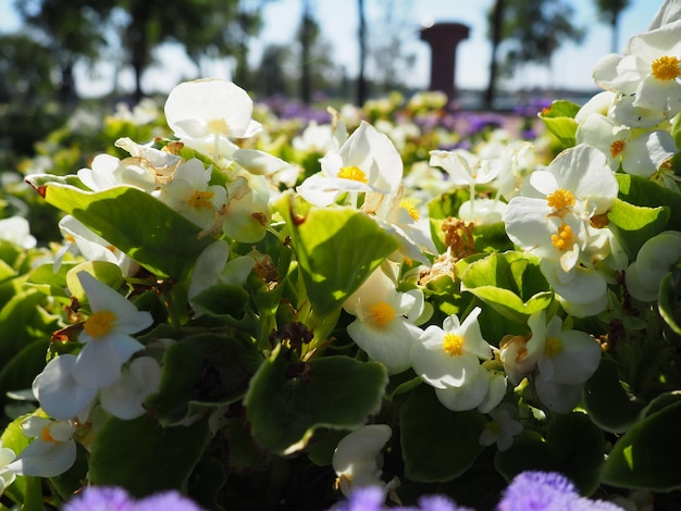 백색 왁스 begonia 또는 Begonia semperflorens Begonia x semperflorenscultorum 조경용 화단 침대 경계 및 에저로 매스작업에 적합 컨테이너 및 창 상자에 사용