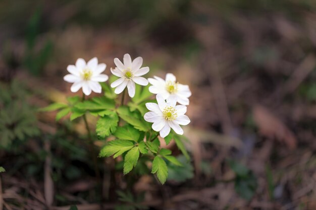 春の白い野生のアネモネの花