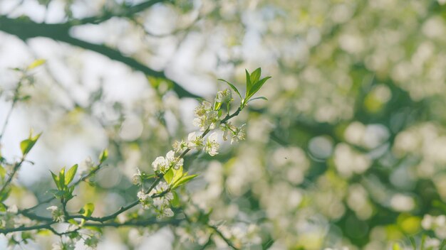 White wild cherry blossom white springtime flowers bird cherry is a species of a flowering plant in