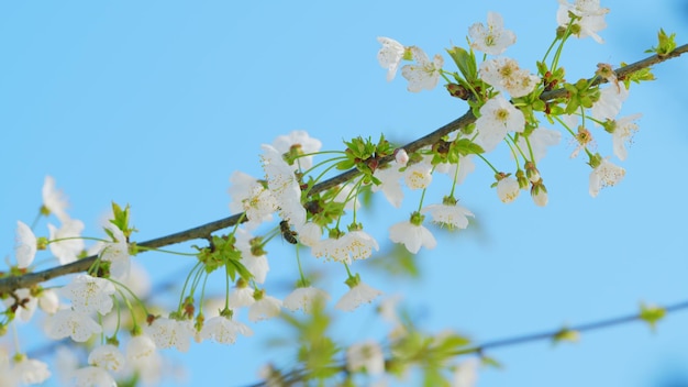Photo white wild cherry blossom with bees white springtime flowers bird cherry rose family rosaceae close