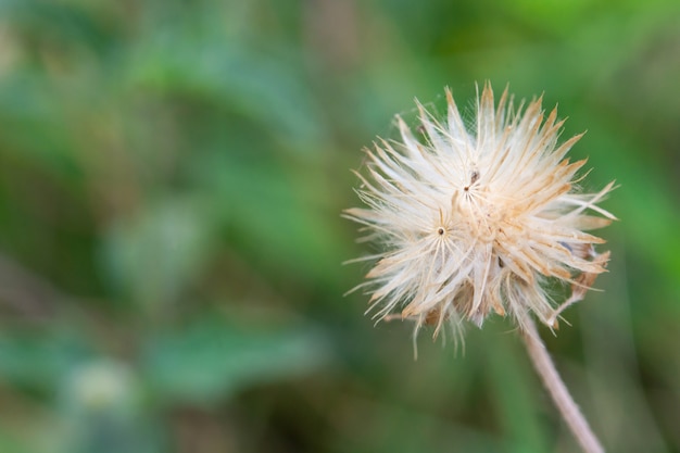 White Wild Daisy on blur.