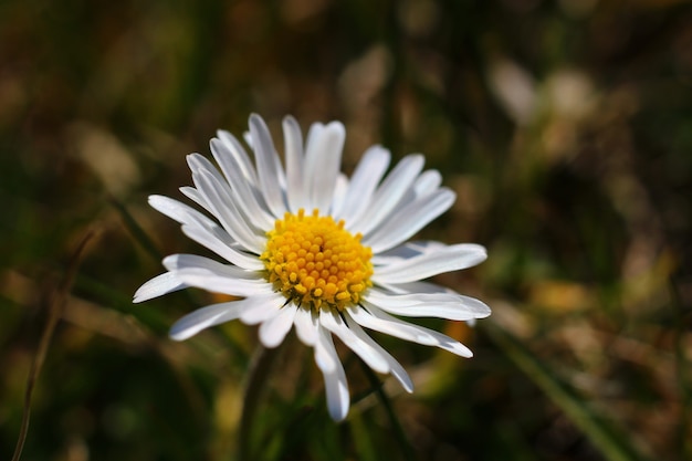 White wild daisy close-up