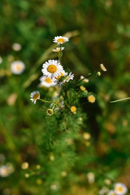 White wild daisy closeup, wild flower