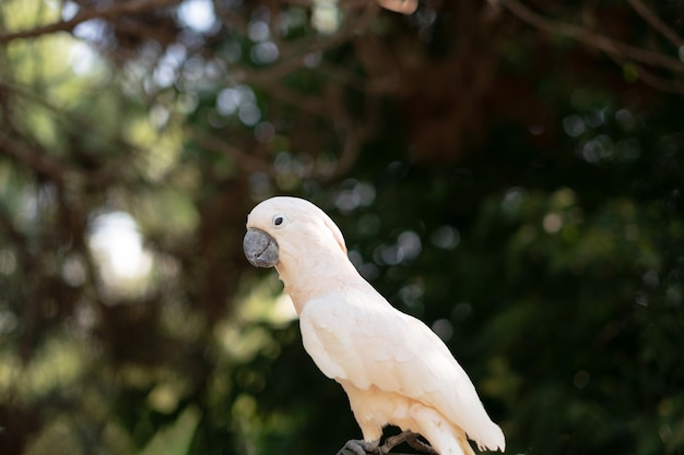 Белая дикая экзотическая птица попугай какаду сидит на ветке на зеленом фоне деревьевСкопируйте место для текста