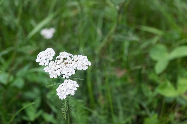 White wild flower among green grass close up