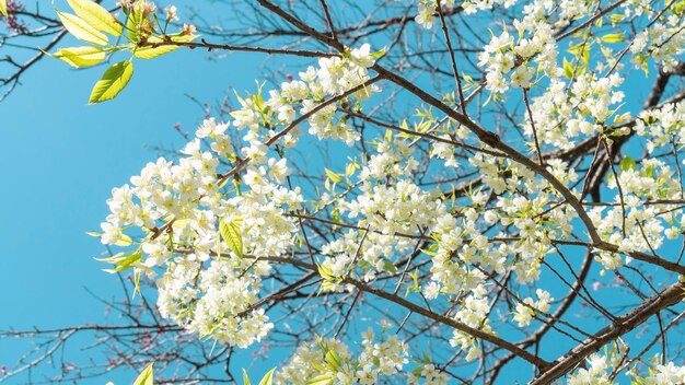 Foto bianco fiore di ciliegio selvatico dell'himalaya in un giardino