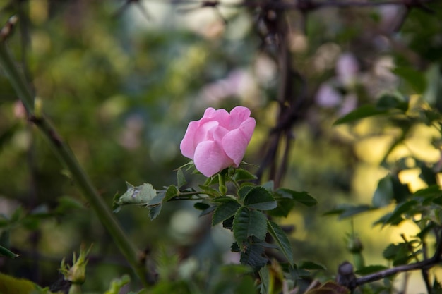 Белый цветок дикой розы, также известный как Rosa acicularis