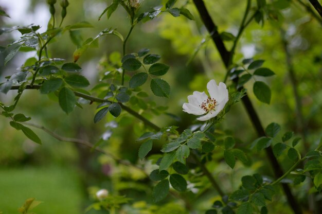 Белая дикая роза только одна цветочная головка на кусте