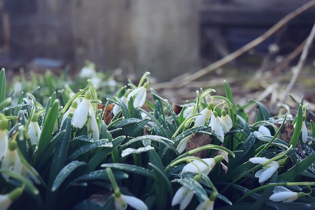 white wild snowdrops in spring forest, beautiful wildflowers in March