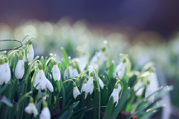 春の森の白い野生のスノードロップ、3月の美しい野花