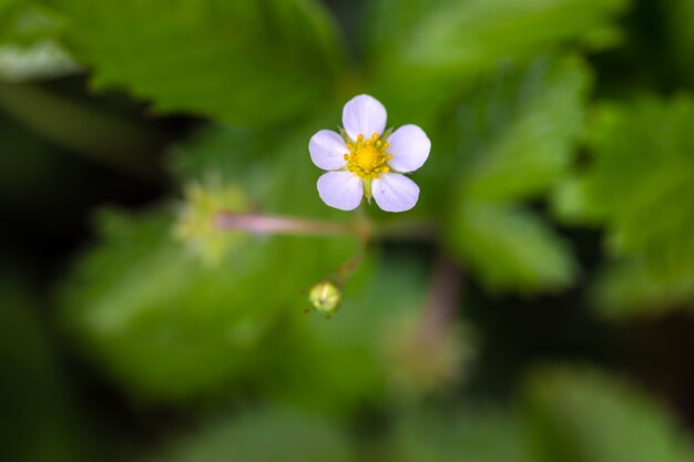 White wild strawberry flower among green leaves