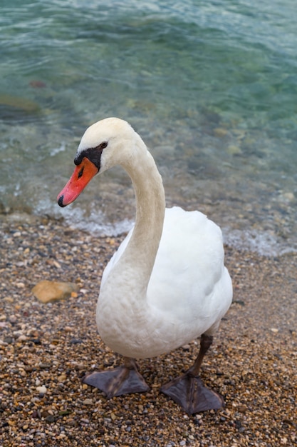 White wild swan bird on the shores of the lake