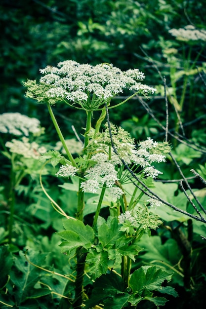 Fiori di campo bianchi tra l'erba