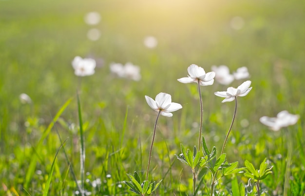 White wildflowers on a background of grass.