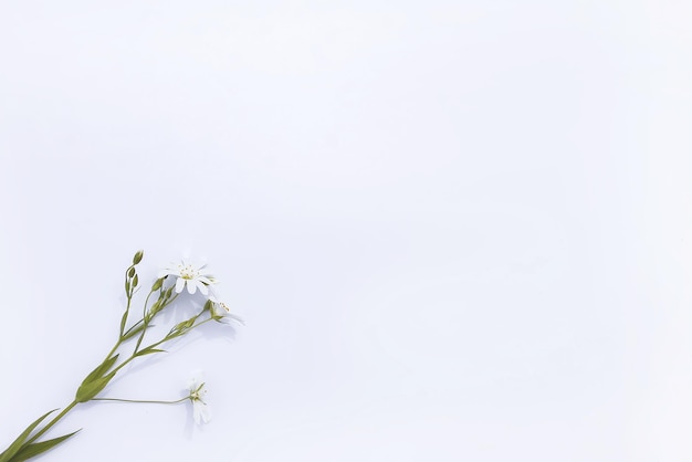 Photo white wildflowers bouquet on white background flat lay top view