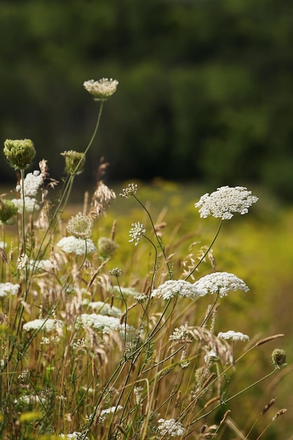 Белые дикие цветы на летних полях