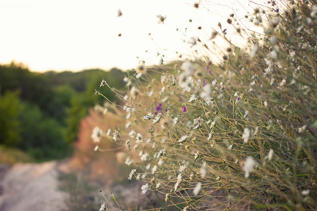 日没、夏の野の花の概念で白い野の花