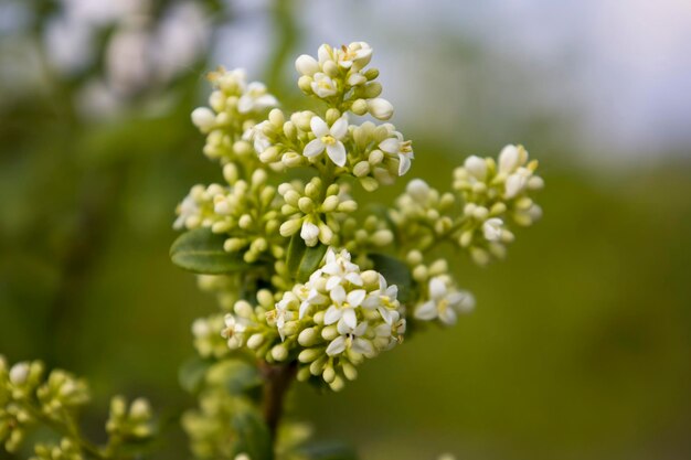 White wildflowers with selective focus