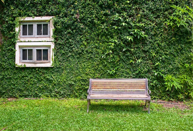 Foto finestra bianca ricoperta di edera verde