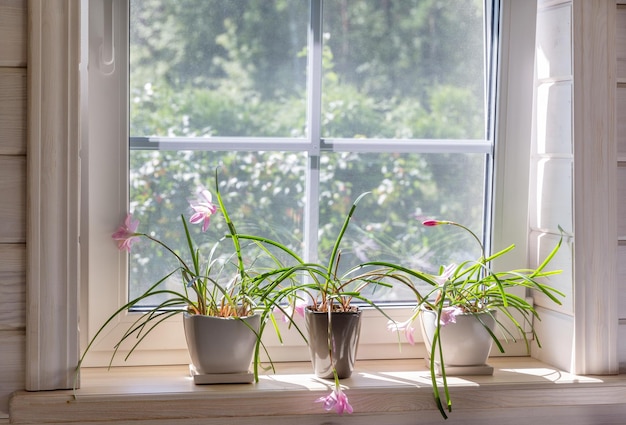 White window with mosquito net in a rustic wooden house overlooking the garden Houseplants and a watering can on the windowsill