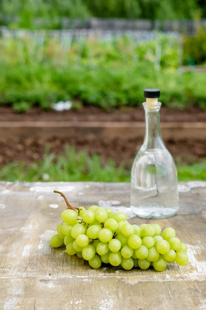 화이트 와인 병, 유리, 어린 포도나무, 그리고 녹색 봄 배경에 있는 포도 무리. 여름 포도 음료
