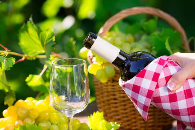 Бутылка белого вина, бокал, молодые лозы и гроздь винограда на зеленом весеннем фоне