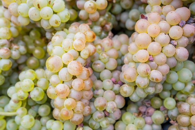 White wine grape