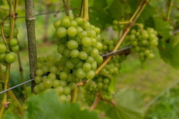 Foto uva da vino bianca