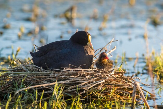 White winged Coot in her nest with chicks La Pampa Argentina