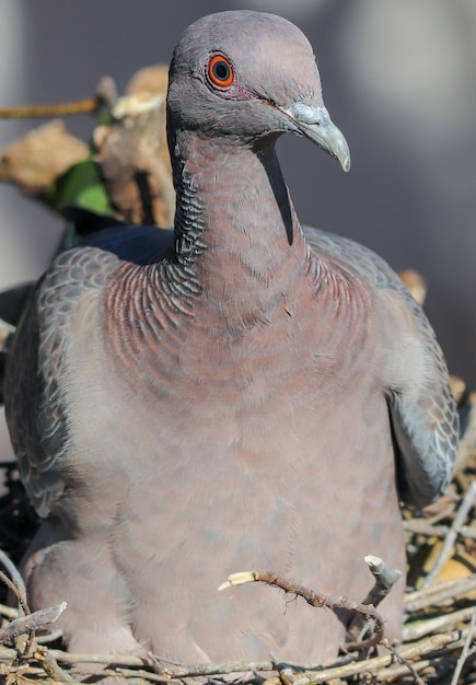 巣の中の白い翼のある鳩のメス。