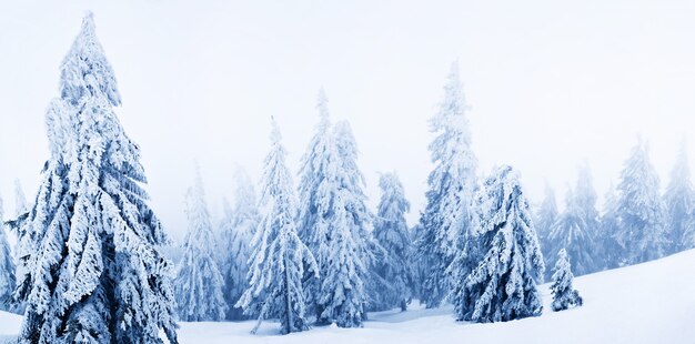 White winter fur trees covered with snow in forest over white smoke dayspace