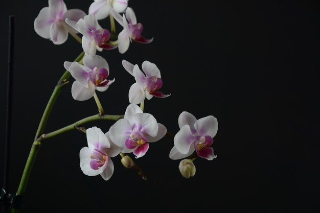 White with pink  orchid Branches of  orchid on  black background