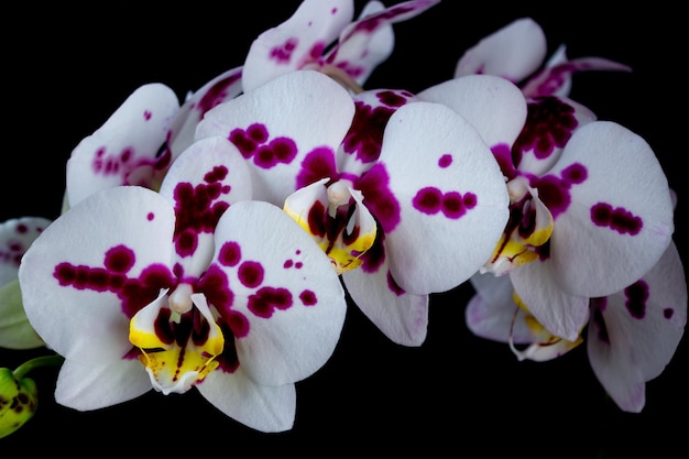 黒の背景に胡蝶蘭の花の紫色の斑点の花束と白