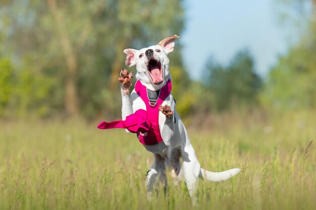 White with red dog in pink harness playing in the grass Dog without breed Mutt dog Adopted pet